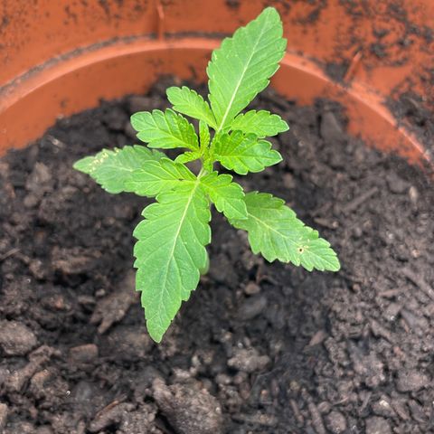 Sami growlog timeline photo