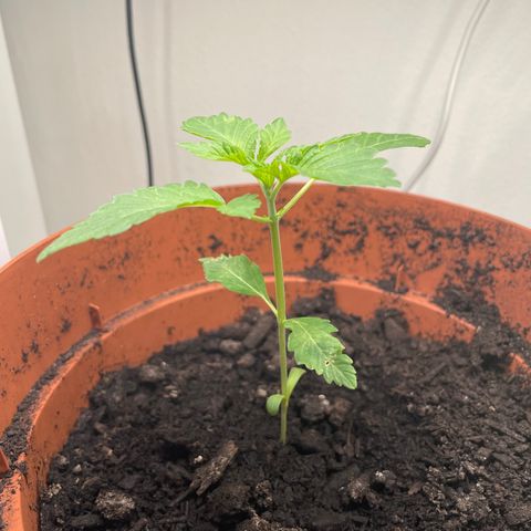 Sami growlog timeline photo