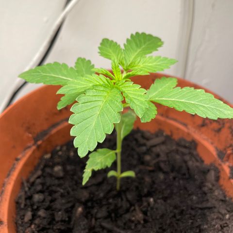 Sami growlog timeline photo