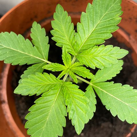 Sami growlog timeline photo