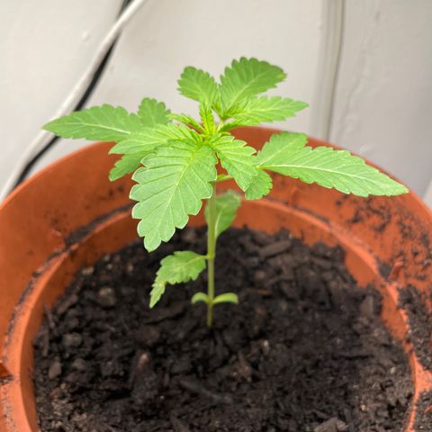 Sami growlog timeline photo