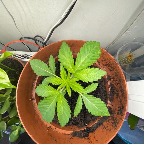 Sami growlog timeline photo