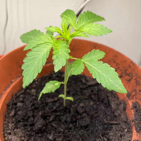Sami growlog timeline photo