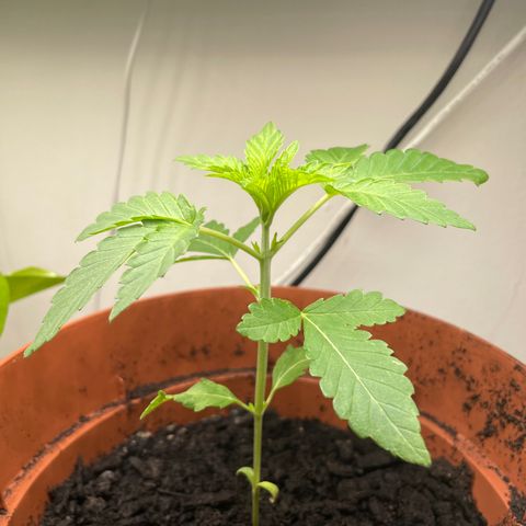 Sami growlog timeline photo