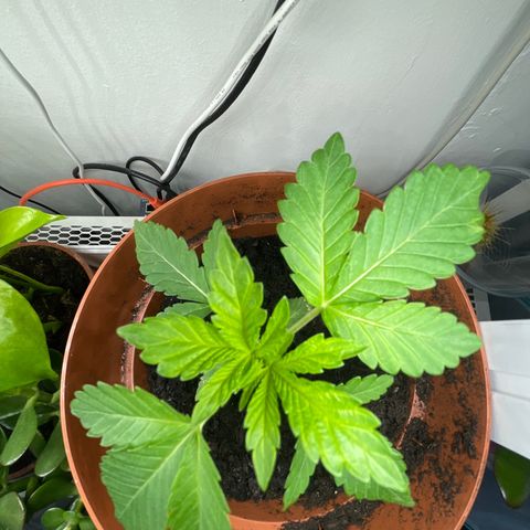Sami growlog timeline photo