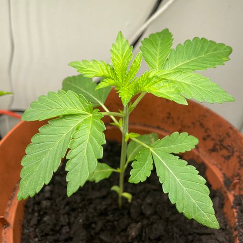 Sami growlog timeline photo