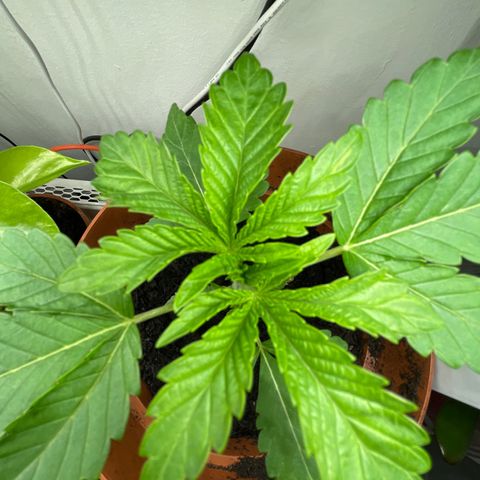 Sami growlog timeline photo