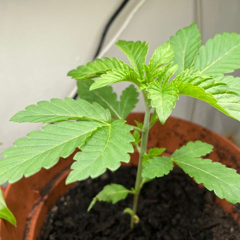 Sami growlog timeline photo