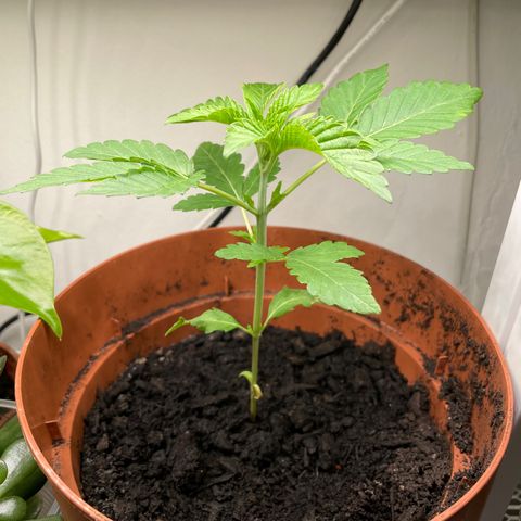 Sami growlog timeline photo