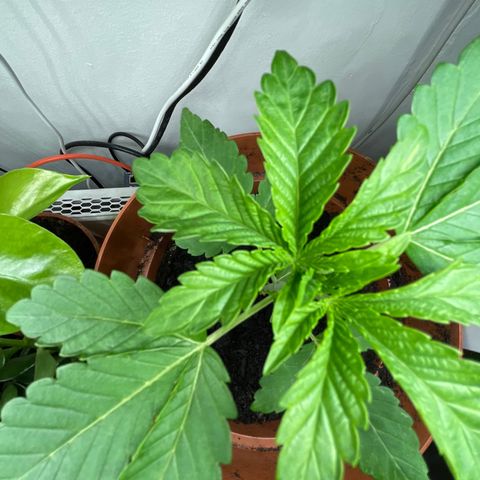 Sami growlog timeline photo