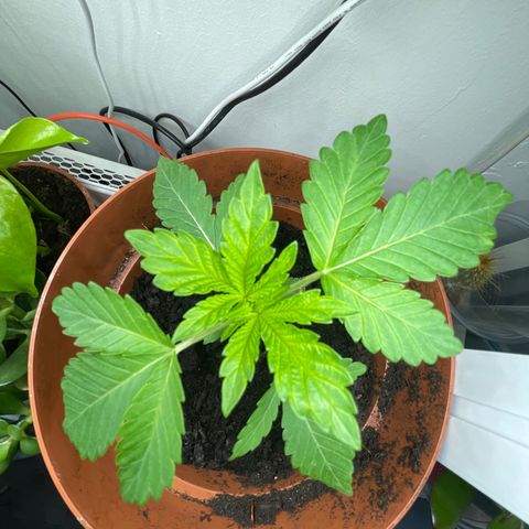 Sami growlog timeline photo