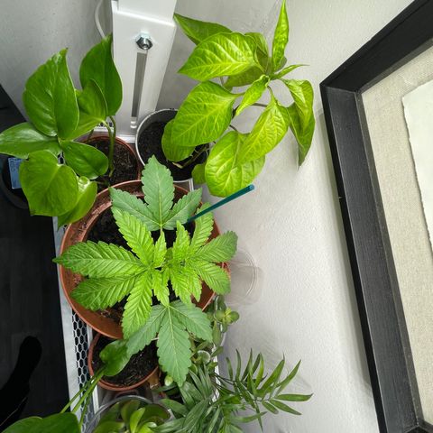 Sami growlog timeline photo