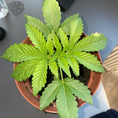 Sami growlog timeline photo