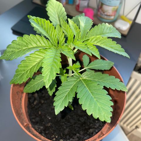 Sami growlog timeline photo