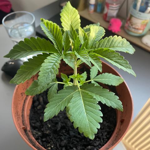 Sami growlog timeline photo