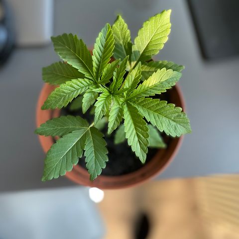 Sami growlog timeline photo