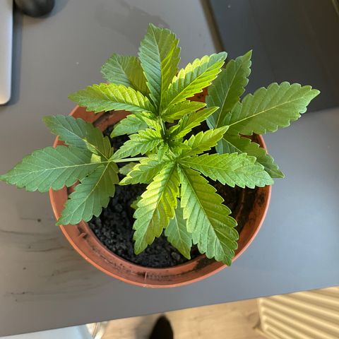 Sami growlog timeline photo