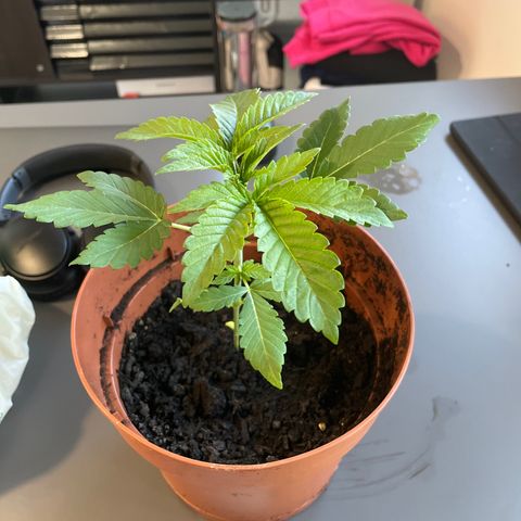 Sami growlog timeline photo