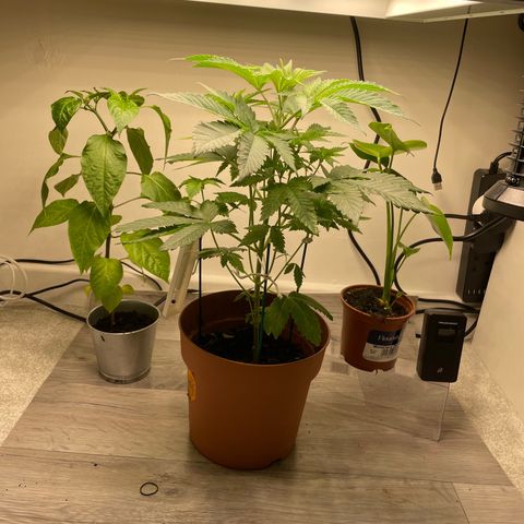 Sami growlog timeline photo