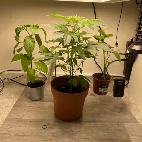Sami growlog timeline photo