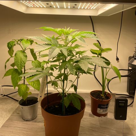 Sami growlog timeline photo