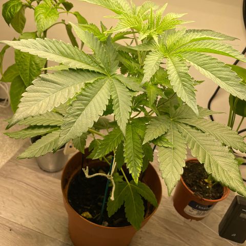Sami growlog timeline photo