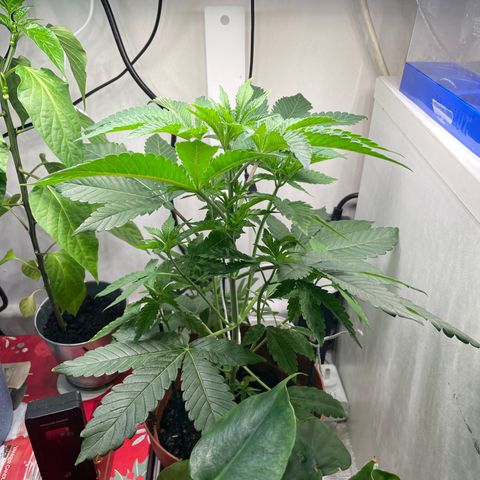 Sami growlog timeline photo