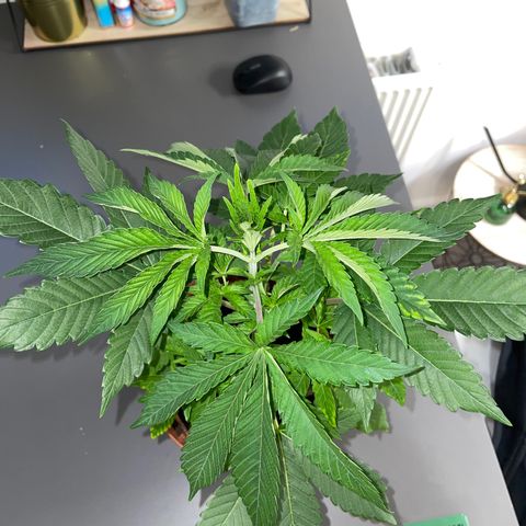 Sami growlog timeline photo