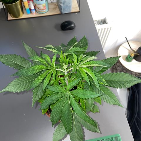 Sami growlog timeline photo