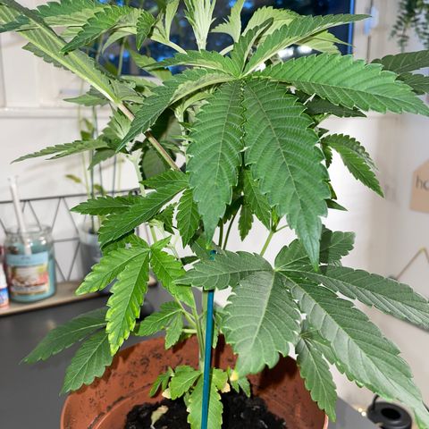 Sami growlog timeline photo