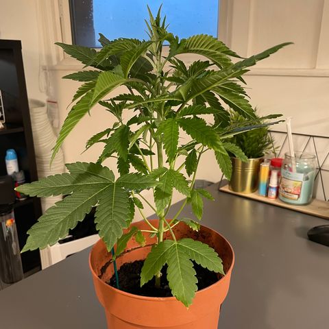 Sami growlog timeline photo