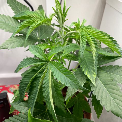Sami growlog timeline photo