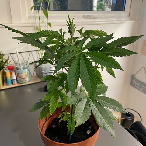 Sami growlog timeline photo