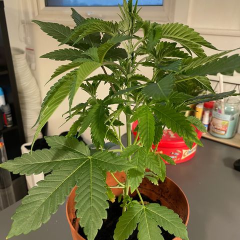 Sami growlog timeline photo