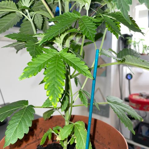 Sami growlog timeline photo