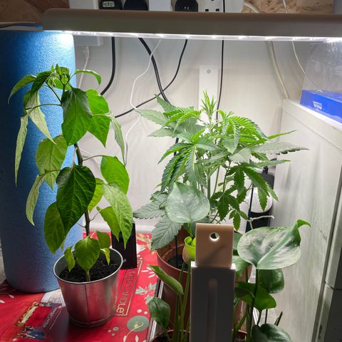 Sami growlog timeline photo