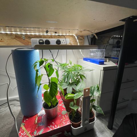 Sami growlog timeline photo