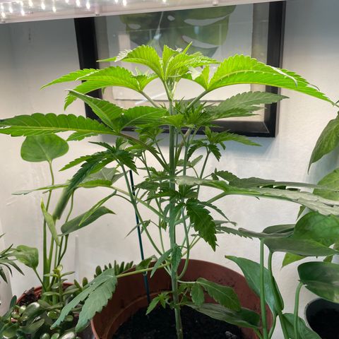 Sami growlog timeline photo