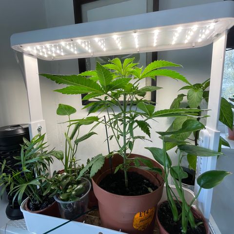 Sami growlog timeline photo