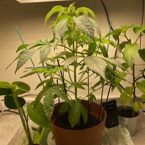 Sami growlog timeline photo