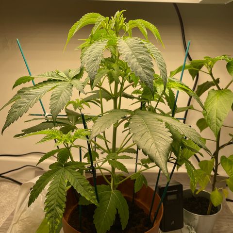 Sami growlog timeline photo