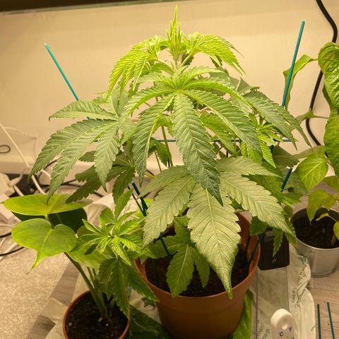 Sami growlog timeline photo