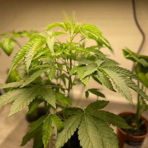 Sami growlog timeline photo