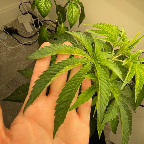 Sami growlog timeline photo