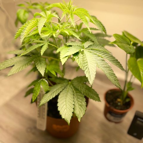 Sami growlog timeline photo
