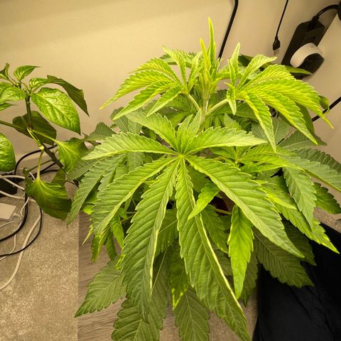 Sami growlog timeline photo