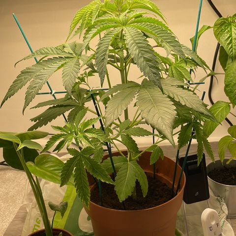 Sami growlog timeline photo