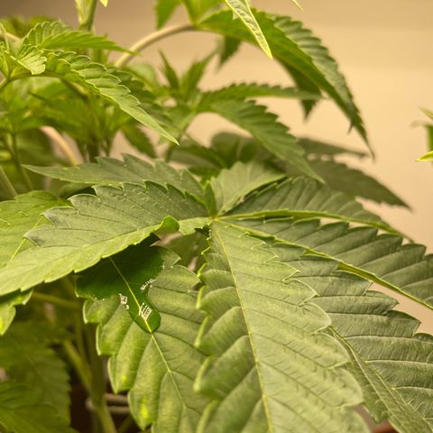 Sami growlog timeline photo