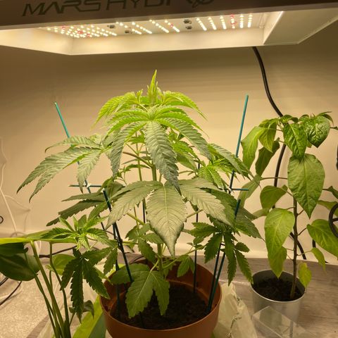 Sami growlog timeline photo