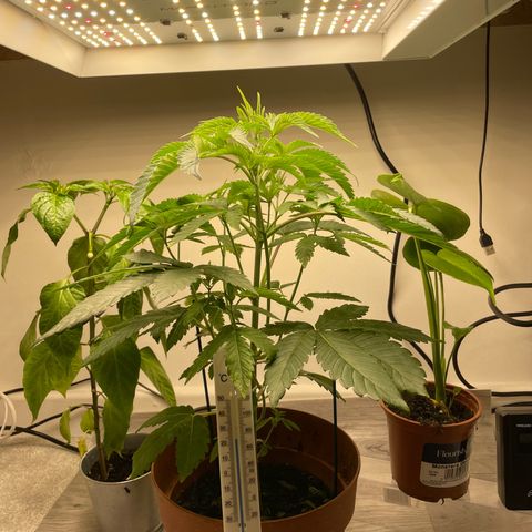 Sami growlog timeline photo